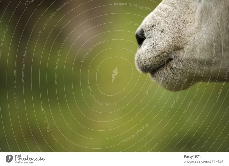 sheep's nose Farm animal Sheep Muzzle Nose 1 Animal Natural Brown Green White Serene Patient Calm Curiosity Resolve Idyll Uniqueness Nature Colour photo