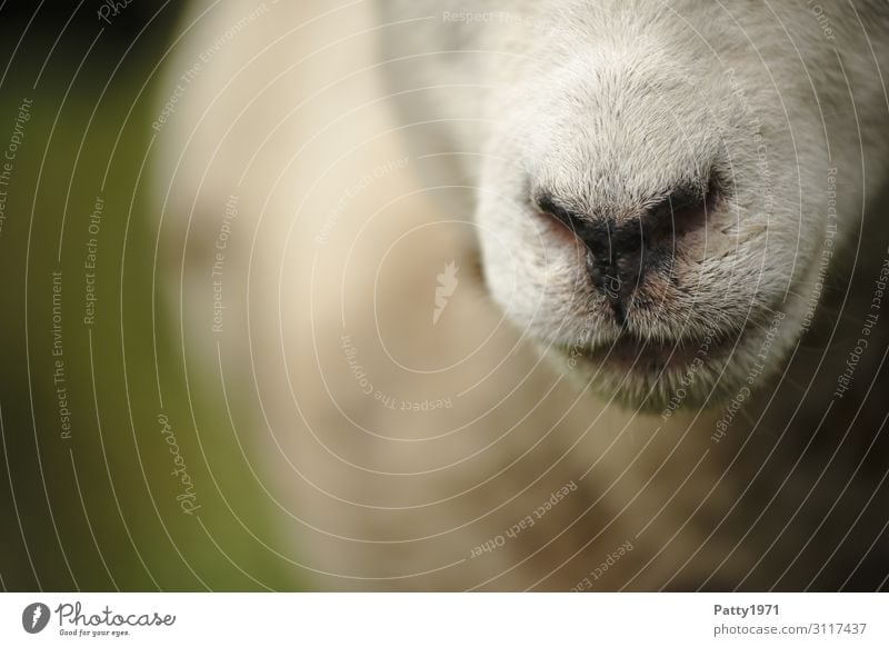 sheep's nose Animal Farm animal Sheep Nose Muzzle 1 Natural Brown White Curiosity Serene Idyll Uniqueness Nature Calm Colour photo Exterior shot Close-up Detail