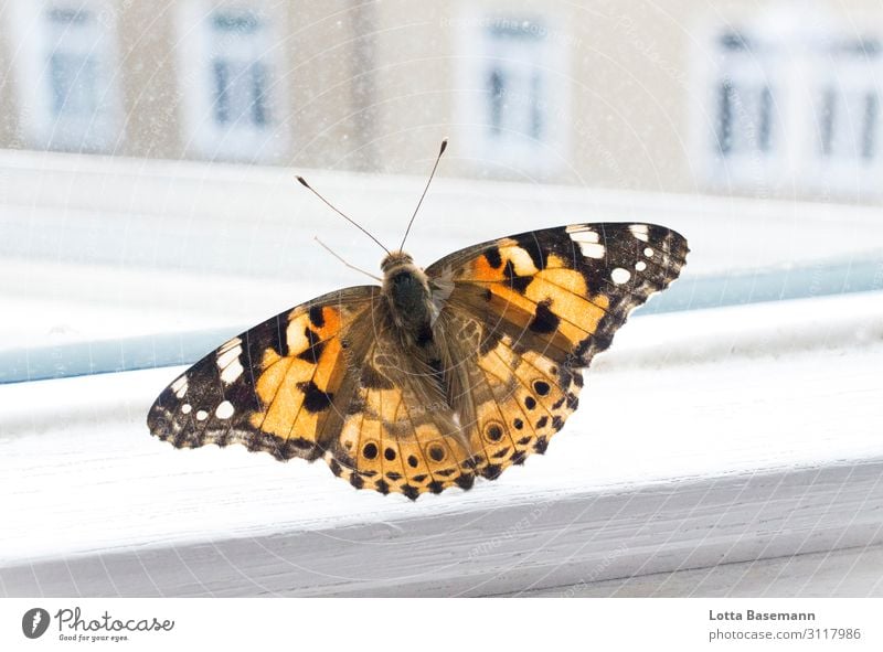 butterfly Animal Wild animal Butterfly Wing 1 Flying Esthetic Beautiful Natural Orange Black Captured Town Nature Life Border Window Window pane Vantage point