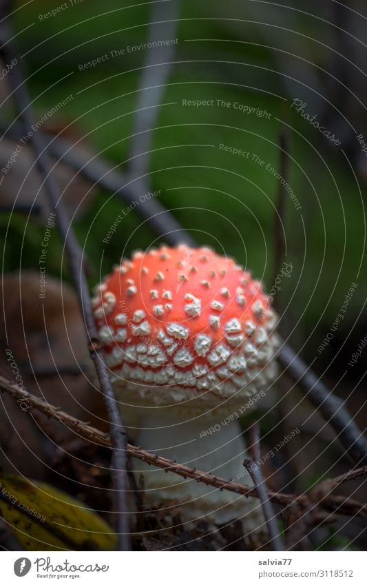 framed Environment Nature Plant Autumn Twigs and branches October Mushroom Amanita mushroom Forest Illuminate Growth Intoxicant Alternative medicine