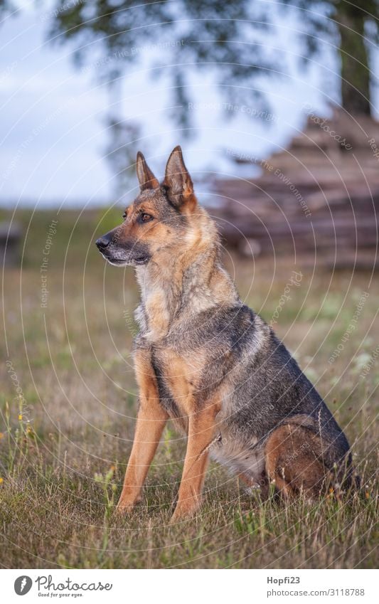 German shepherd dog Environment Landscape Animal Sky Clouds Autumn Weather Plant Tree Grass Garden Meadow Pet Farm animal Dog Animal face Pelt 1 Observe