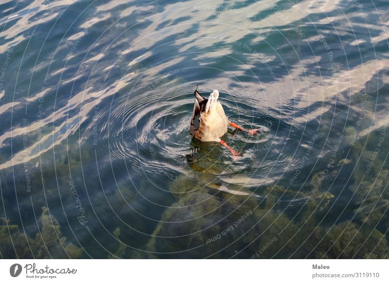 Wild grey duck on the lake Animal Bird Duck Feather Lake Nature Pond Water Duck birds Wild animal River Bird 'flu Beak Gray Swimming & Bathing