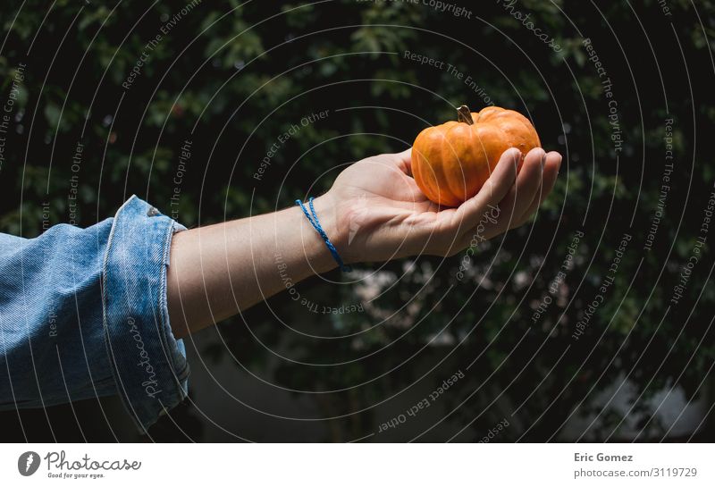 Arm of man in jean jacket holding mini pumpkin Vegetable Decoration Masculine Young man Youth (Young adults) 1 Human being 18 - 30 years Adults