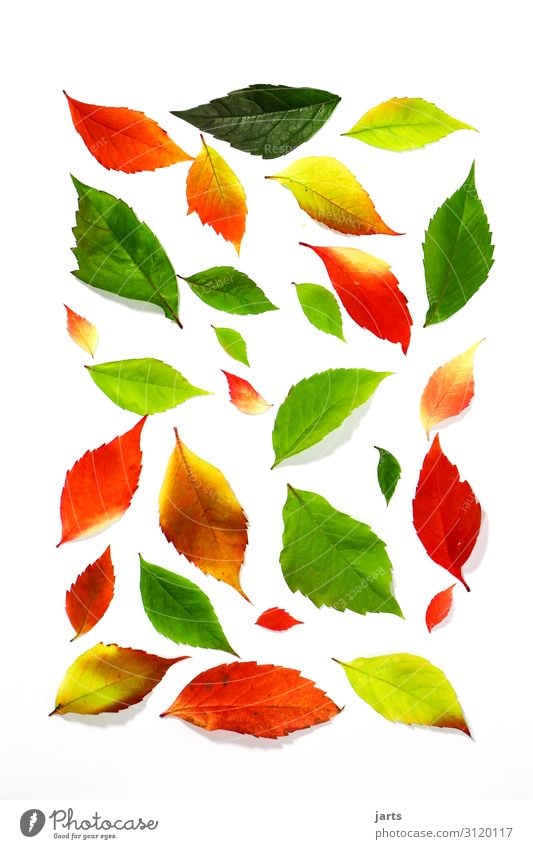 Coloured leaves Autumn Plant Leaf Lie Sustainability Natural Positive Multicoloured Yellow Gold Green Orange Red Nature Colour photo Interior shot Studio shot