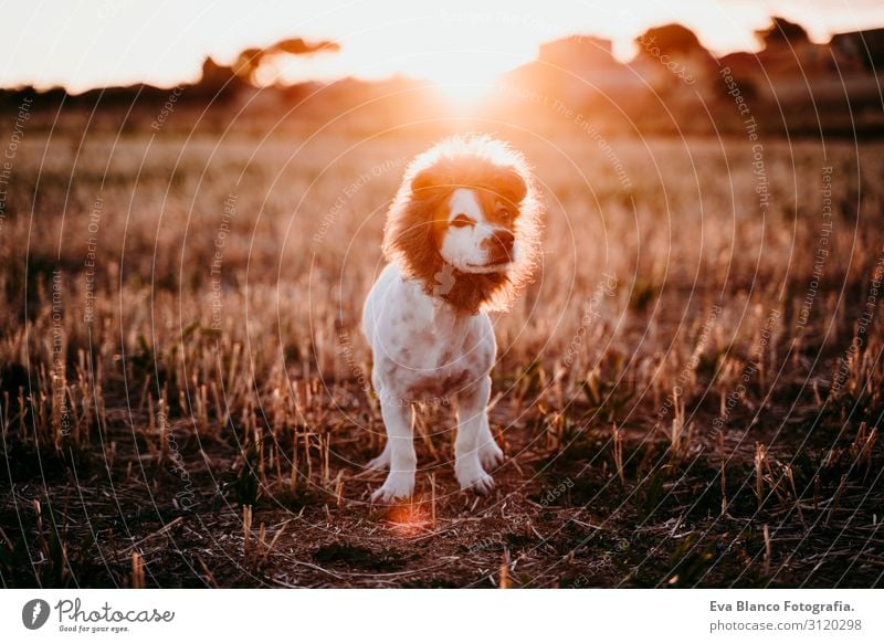 cute small jack russell terrier dog in a yellow field at sunset. Wearing a funny lion king costume on head. Pets outdoors and humor Animal toned Authentic