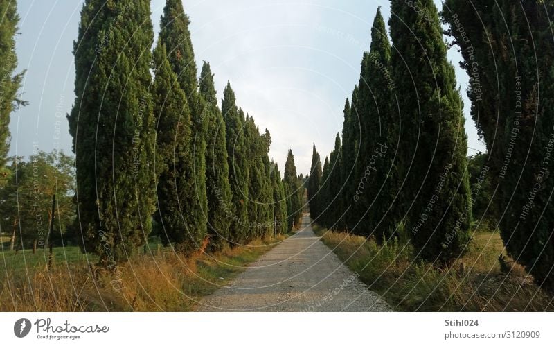 cypress avenue Tourism Summer Nature Sky Autumn Tree Cypress Park Hill Avenue Italy Tuscany Long Blue Gray Green Brave Determination Beginning Esthetic