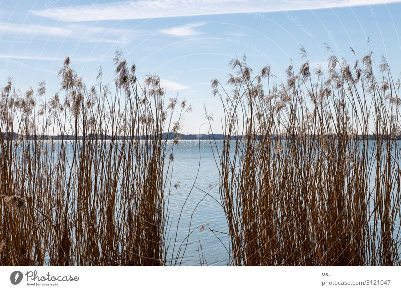 Scrub with water and sky Environment Nature Landscape Water Sky Sun Sunlight Spring Beautiful weather Grass Bushes Wild plant Lakeside River bank