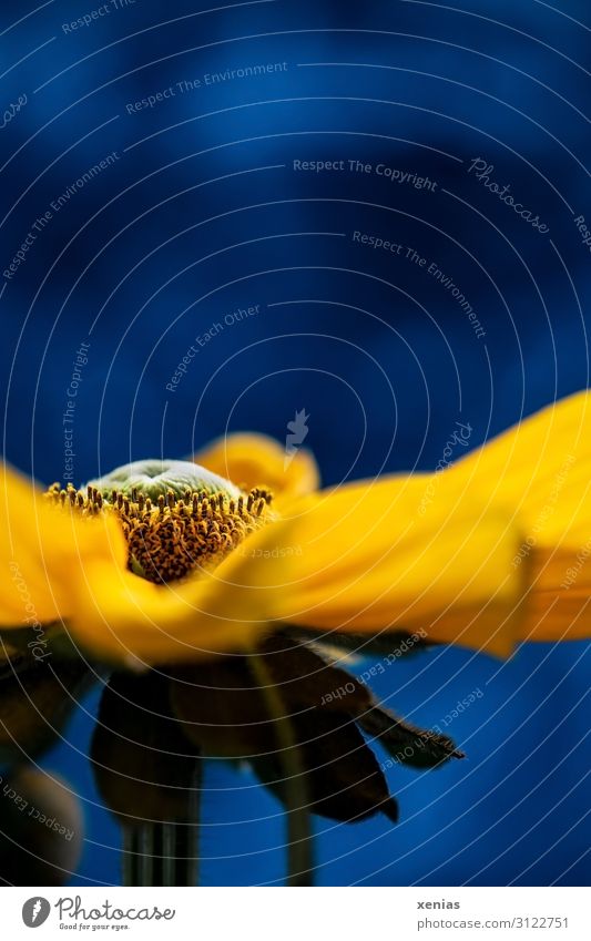 Yellow Rudbeckia against a blue background Blossom Flower Summer Autumn Blossoming Large Blue Green Studio shot Detail Macro (Extreme close-up)