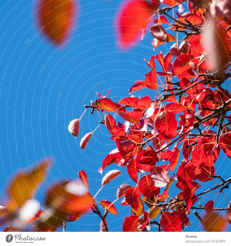 in the golden autumn season Sky Cloudless sky Autumn Beautiful weather Tree Leaf Agricultural crop Autumn leaves Twigs and branches Pear tree Pear tree leaf