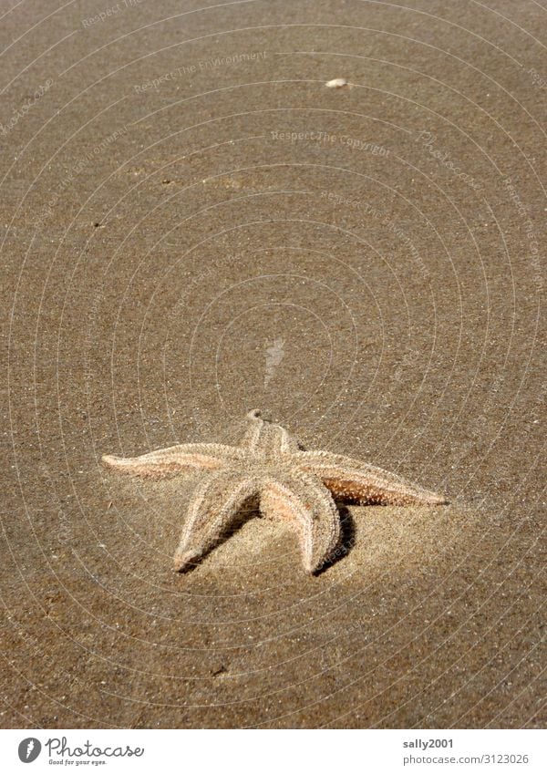 beached... Beach Animal Wild animal Dead animal Starfish 1 Lie Maritime Death Sand Sandy beach Stranded Colour photo Exterior shot Copy Space top Day Sunlight