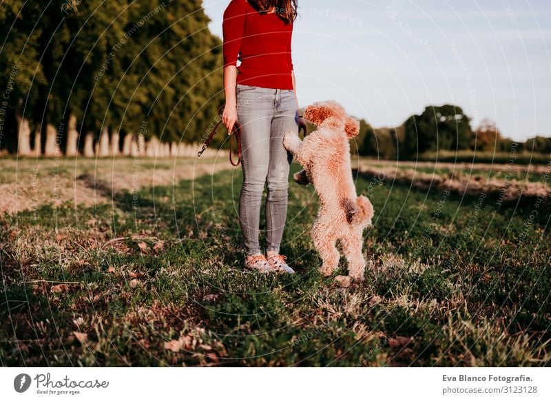 beautiful caucasian woman with her cute brown poodle dog at sunset in countryside. Pets and lifestyle outdoors Youth (Young adults) Woman Sunset Field Hat