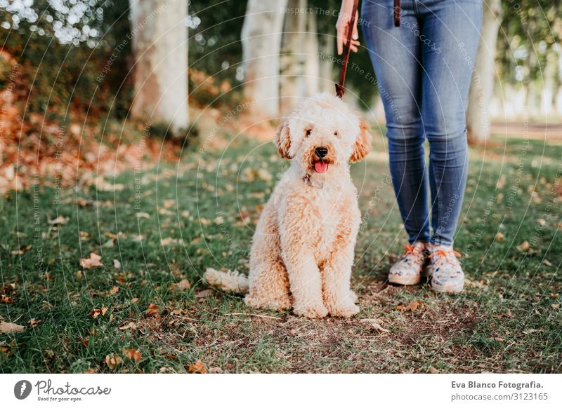 beautiful caucasian woman walking with her cute brown poodle on the road. Pets and lifestyle outdoors Youth (Young adults) Woman Sunset Field Hat Lifestyle