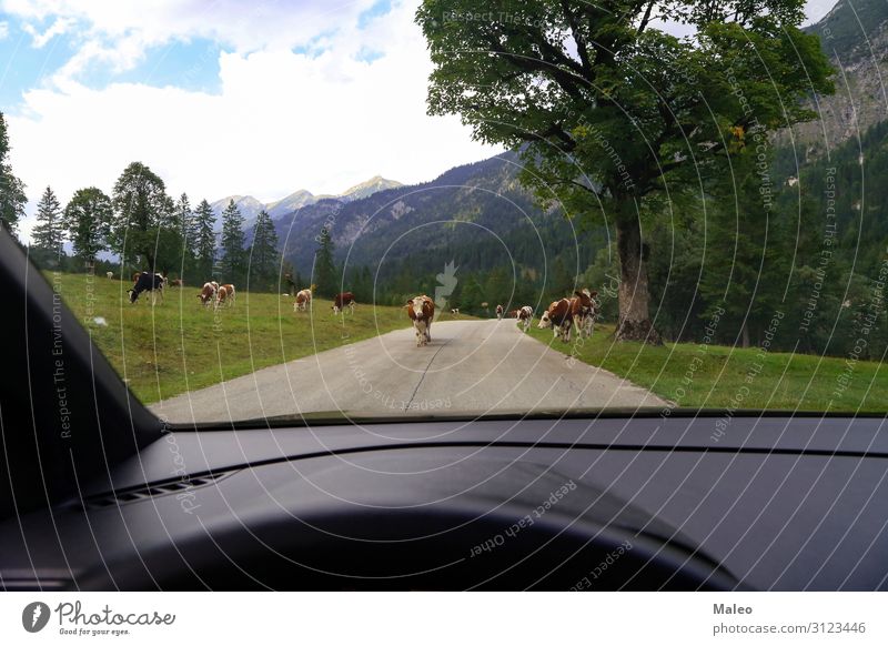 Cows on the street Agriculture Alps Animal Asphalt Austria Bell Brown Livestock Europe Farm Grass Green Milk Nature Street Summer Switzerland Landscape Forest