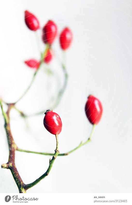 rose hips Lifestyle Interior design Decoration Thanksgiving Environment Nature Autumn Winter Plant Bushes Rose hip Berries Fruit Bouquet Illuminate Esthetic