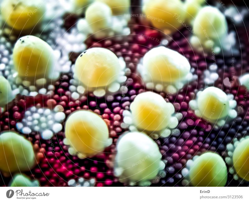 Bright Colorful Buttons and Bumps in Surface of Starfish Macro Joy Beautiful Life Ocean Teeth Arm Feet Environment Nature Discover Exceptional Cool (slang)