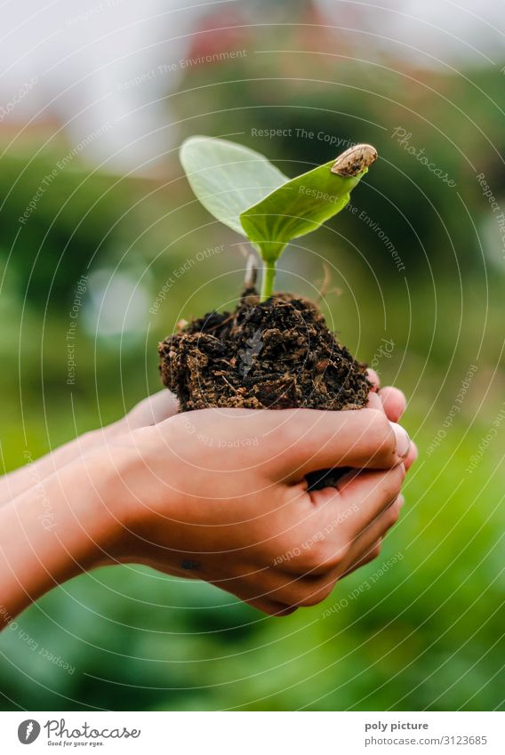 Hand of a child holds young plant Lifestyle Harmonious Well-being Contentment Vacation & Travel Adventure Summer Summer vacation Garden Toddler Infancy