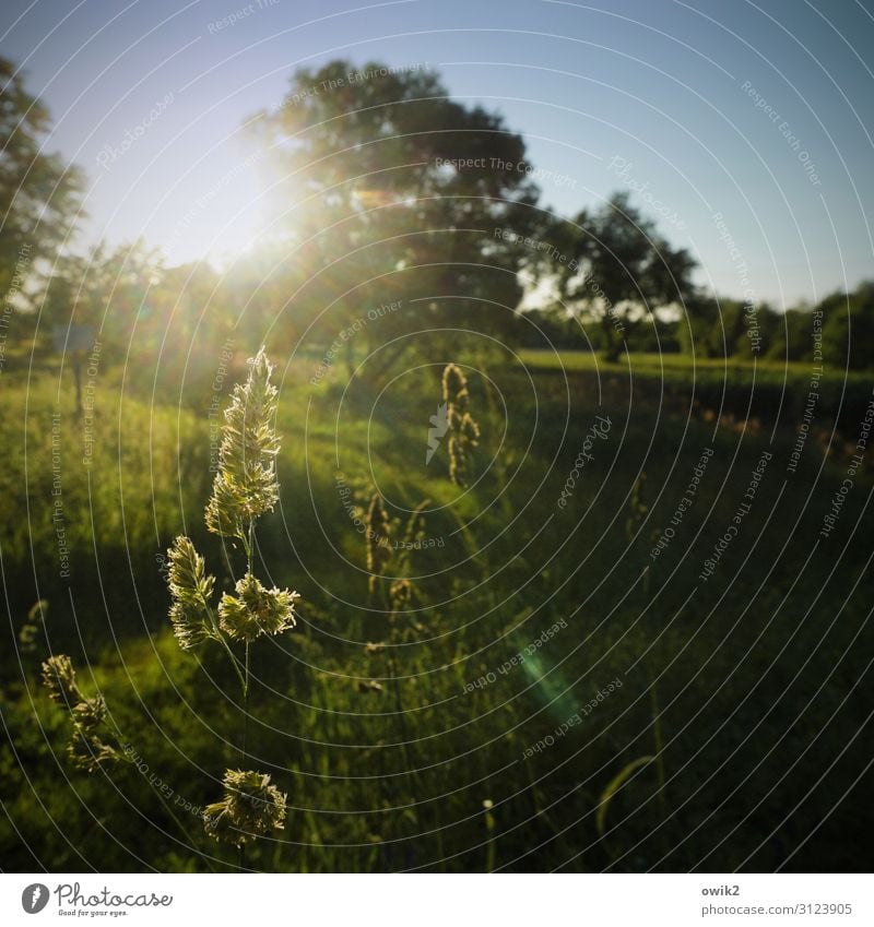 Bundled Environment Nature Landscape Plant Cloudless sky Horizon Sun Spring Beautiful weather Tree Bushes Wild plant Meadow Glittering Illuminate Growth Bright