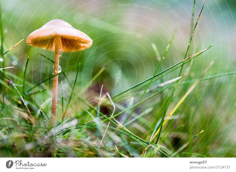 Tiny brown mushroom stands on a rain-soaked meadow Diminutive Brown Mushroom rainwater Meadow Macro (Extreme close-up) raindrops Nature green Colour photo