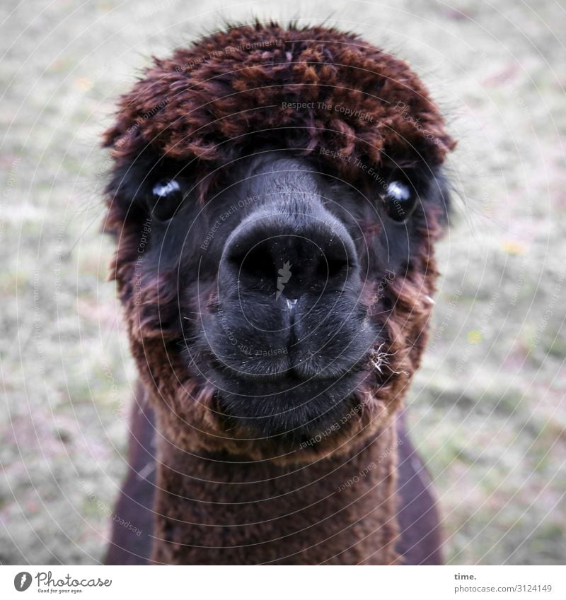 Yes, please? Animal Farm animal Animal face Alpaca 1 Observe Looking Wait conceit Self-confident Willpower Watchfulness Serene Calm Endurance Curiosity Surprise