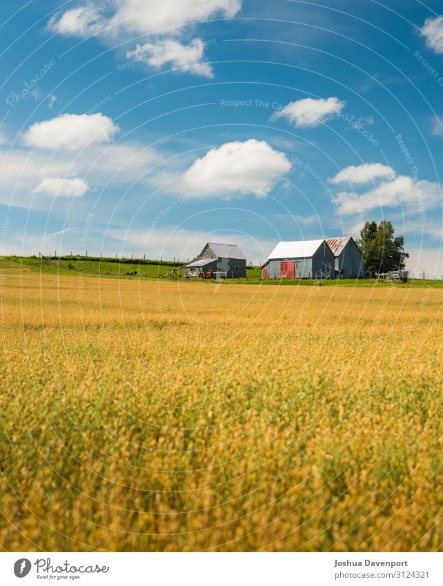 Fields of Gold Landscape Agricultural crop Beautiful agriculture atlantic canada atlantic provinces Canada canadian countryside Crops Farm field food grain