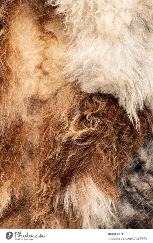 fur Pelt peel tan Sheep Wool Close-up Detail Macro (Extreme close-up) Tanner Natural Ecological Organic farming