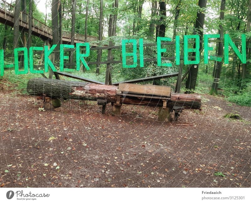 Natural wooden bench Trip Hiking Nature Plant Earth Tree Forest Wood Going Curiosity Interest Movement Discover Relaxation Joie de vivre (Vitality)