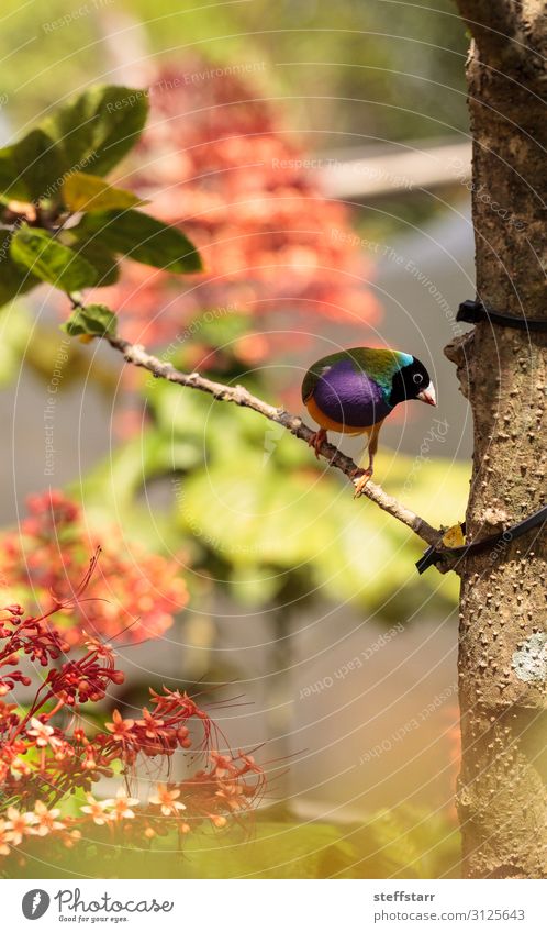 Colorful Lady gouldian finch Erythrura gouldiae Eating Nature Animal Tree Bird Blue Green Violet Red Finch colorful rainbow colored seed eat Wild bird