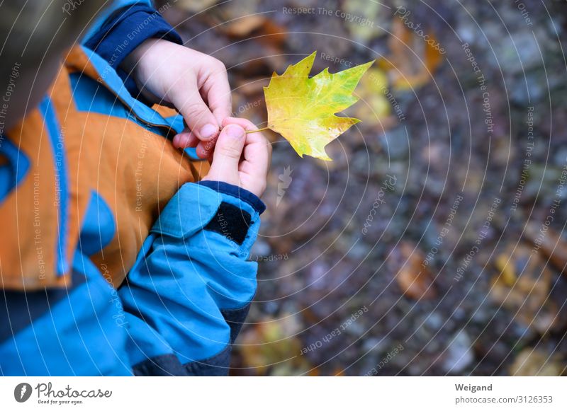 leaf collector Parenting Kindergarten Child Infancy Youth (Young adults) Authentic Curiosity Attentive Autumn Rain Leaf Discover Colour photo Exterior shot