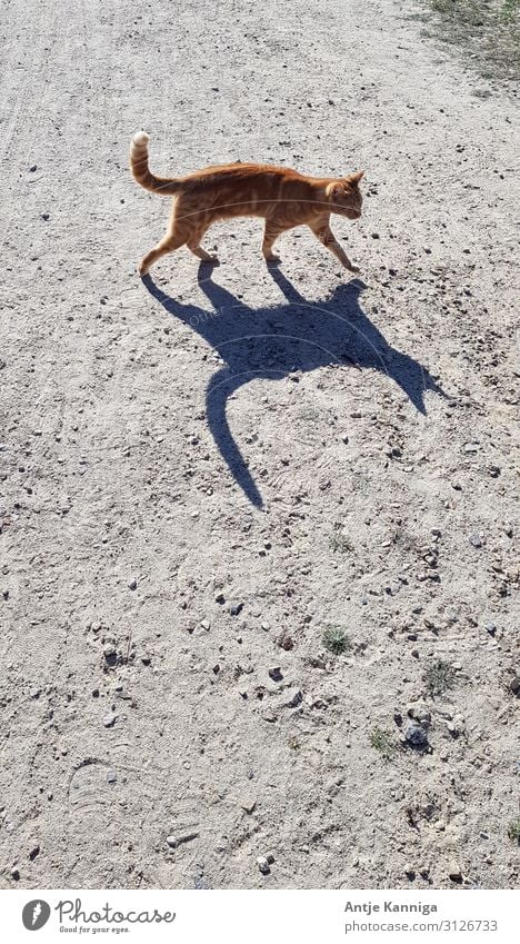 Cat with shadow Sand Sunlight Beautiful weather Lanes & trails Animal 1 Sign Movement Discover Cuddly Curiosity Wild Serene Elegant Vacation & Travel Uniqueness