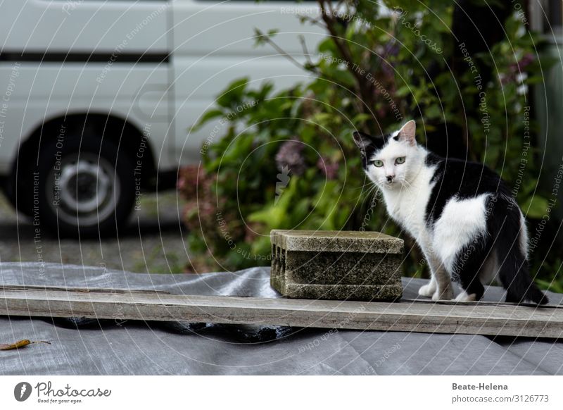 Poor innocent cat Lifestyle Meadow Field Japan Garden Street Truck Cat Pelt Sign Observe Sadness Aggression Exceptional Threat Famousness Bravery Compassion