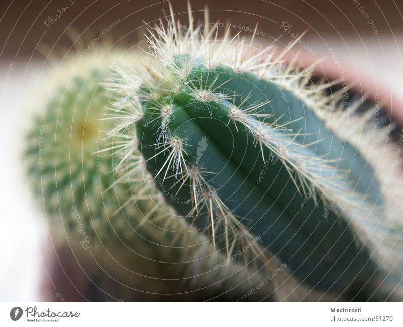 cactus Cactus Green Plant Point Thorn Macro (Extreme close-up)