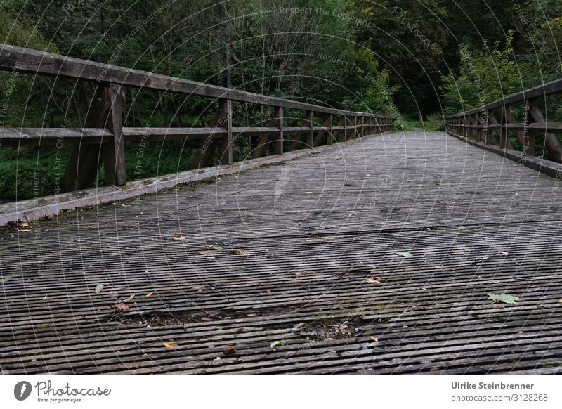 Pfahljoch bridge Nature Landscape Autumn Leaf Forest River bank Neckarhausen Germany Village Bridge Manmade structures Tourist Attraction Lanes & trails Wood