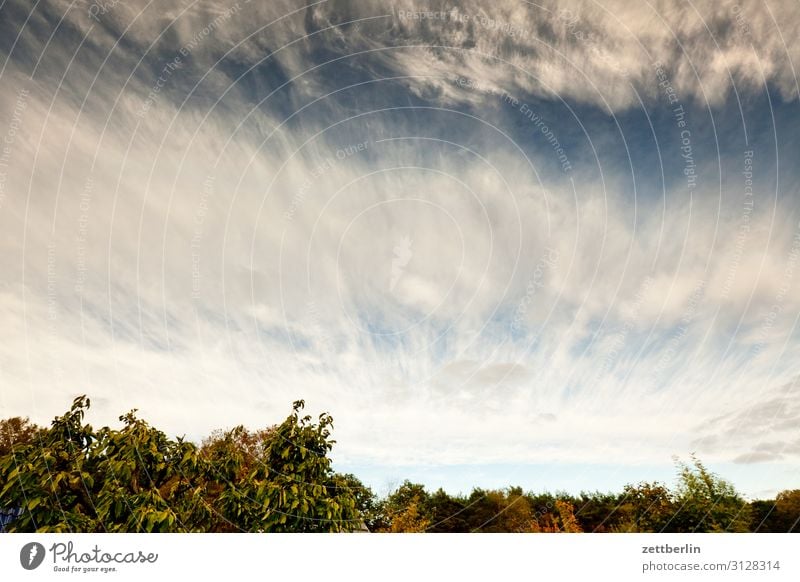 Clouds in the sky Garden Sky Heaven Garden plot Garden allotments Deserted Nature Summer Copy Space Depth of field Wind Weather Meteorology Cirrus