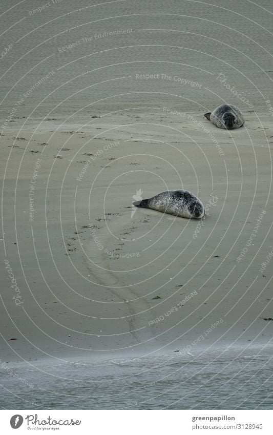 Chill on the beach Nature Landscape Sand Water Coast Beach North Sea Ocean Island Wild animal Animal tracks Harbour seal Seals Seal colony Sleep Exhaustion