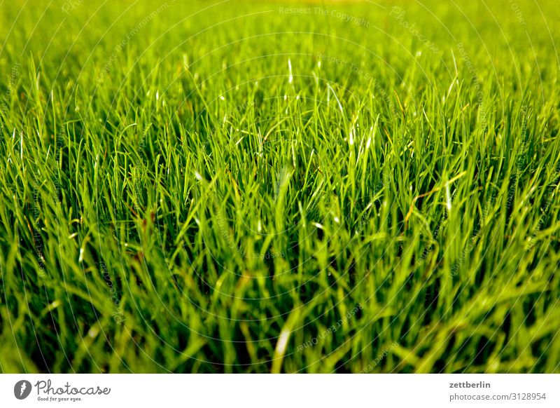 Fresh grass Garden Grass Garden plot Garden allotments Deserted Nature Lawn Grass surface Summer Copy Space Depth of field Meadow Sowing Blade of grass Green