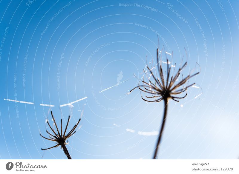 Dew drops on spider threads Nature Plant Air Drops of water Sky Cloudless sky Autumn Winter Beautiful weather Ice Frost Blossom Meadow Glittering Near Wet