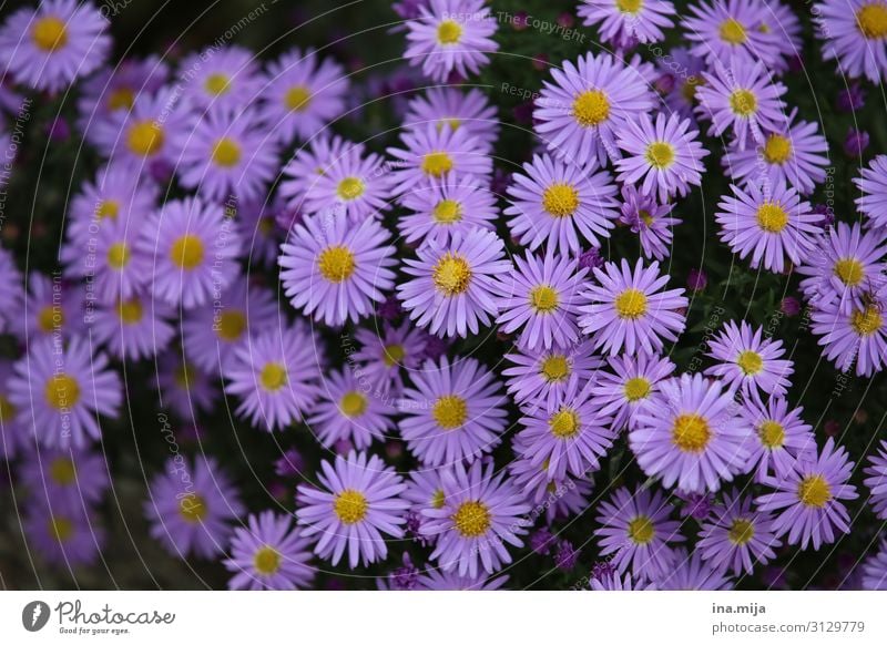 Purple Flowers Environment Nature Plant Autumn Chrysanthemum Garden Park Yellow Violet Happiness Life Fragrance Equal Idyll Joie de vivre (Vitality)