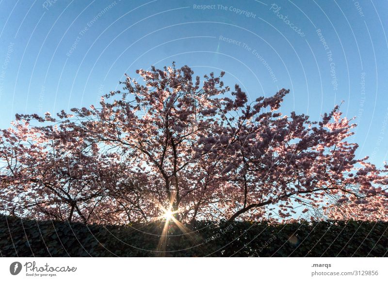 early bloomers Nature Cloudless sky Spring Beautiful weather Cherry tree Hedge Fragrance Fresh Spring fever Beginning Esthetic Japanese flower cherry Garden