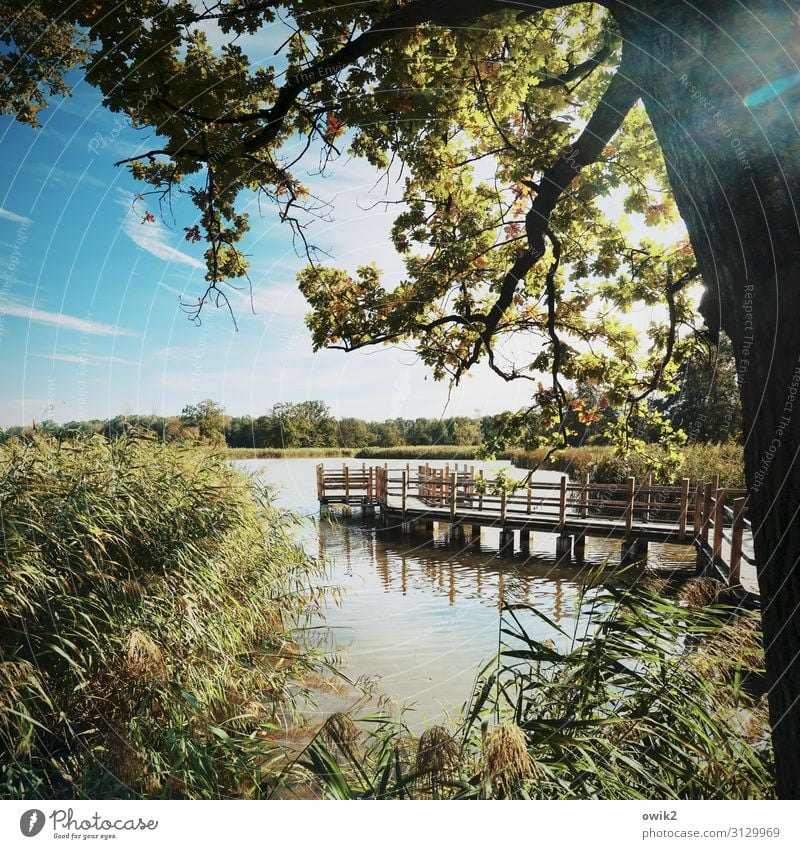 water migration Environment Nature Landscape Plant Air Water Sky Clouds Horizon Autumn Beautiful weather Tree Bushes Reeds Twigs and branches Oak tree Lakeside