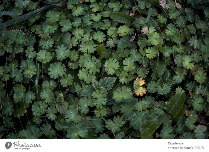 False snorkel beak covers the ground. Top view Nature Plant Drops of water Autumn Leaf Wild plant Weed False Stork's Bill Garden Meadow Old Faded To dry up