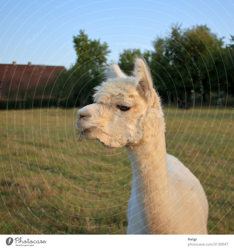 Portrait of a white alpaca on a pasture Environment Nature Landscape Plant Animal Summer Tree Grass Meadow Pet Alpaca 1 To feed Looking Stand Curiosity Cute