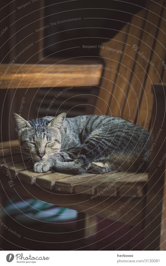 tabby cat Animal Pet Cat 1 Sleep Fat Beautiful Blue Brown Multicoloured Moody Love of animals Serene Tabby cat Cute Colour photo Exterior shot Day