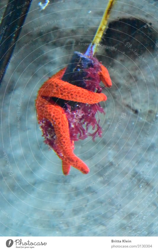 pretty best friends Animal Aquarium Starfish 1 Friendship Together Love of animals Calm Attachment To hold on Colour photo Underwater photo Deserted