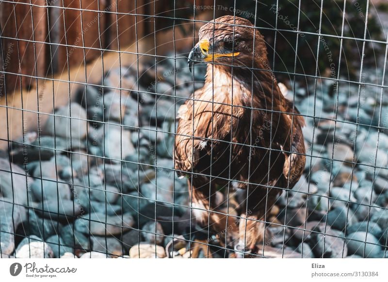 behind bars Animal Bird Eagle 1 Nature Cage Game park Bird of prey Enclosure Captured Enclosed Grating Fence Penitentiary Multicoloured Exterior shot Deserted