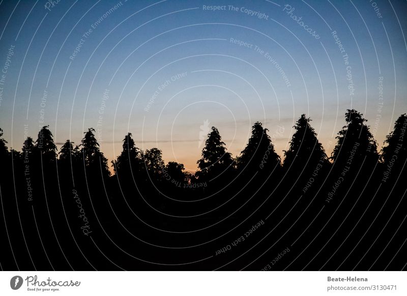 ... the day is awakening ... Morning red behind fir tops Dawn Day awakens Sunrise Sky Light Landscape Sunrise - Dawn Beautiful weather Fir tips Black Forest