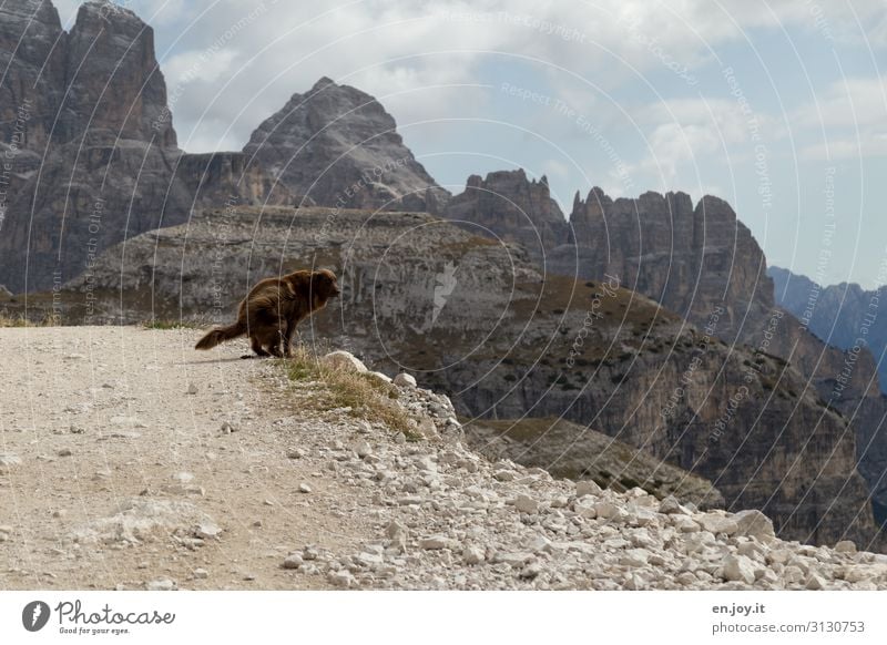 bastards Vacation & Travel Trip Mountain Environment Nature Sky Rock Dolomites Animal Pet Dog 1 Orderliness Cleanliness Feces Dirty Footpath South Tyrol Italy