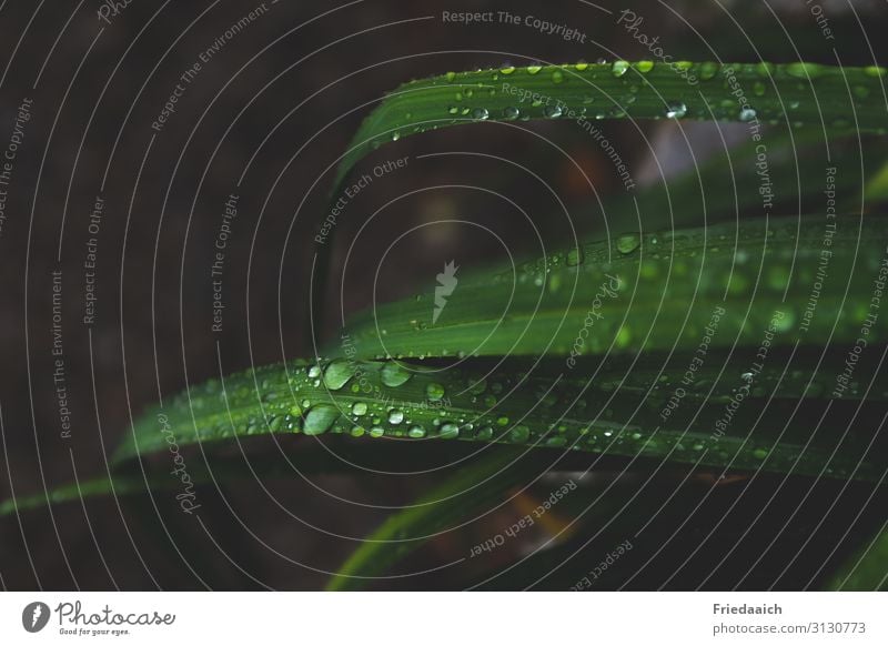 Leaves in the rain Nature Plant Drops of water Rain Leaf Foliage plant Garden Fresh Wet Green Growth Colour photo Subdued colour Exterior shot Deserted