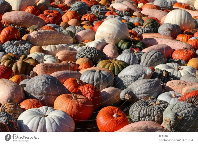 Fresh healthy organic pumpkins at an agricultural market in autumn Autumn Bazaar Organic produce Organic farming Multicoloured Cooking Farm Farmer Food