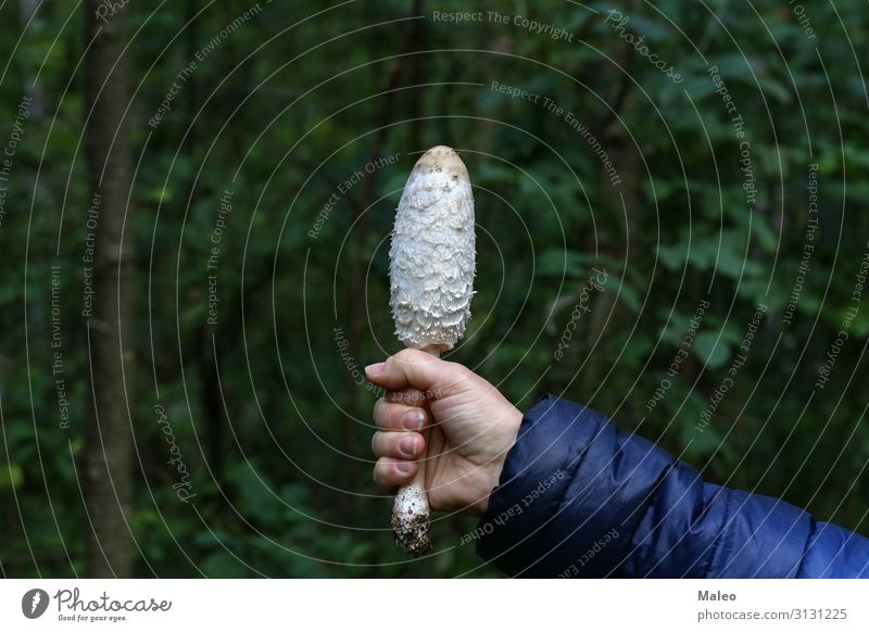 Coprinus comatus Mushroom White Autumn Food Shaggy mane Edible shaggy Ink Cap Fresh Nature Natural Close-up Bell mycology Summer Stick Beautiful Hand Poison Hat