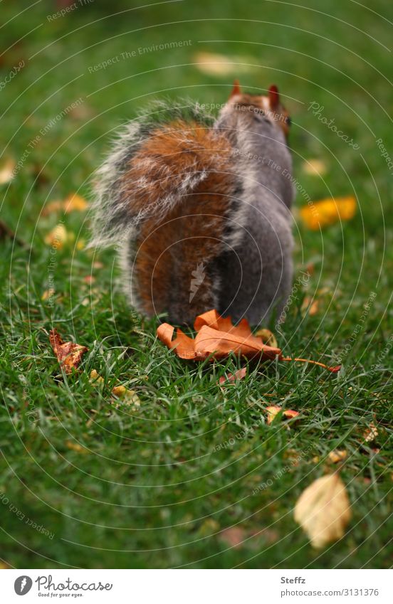 autumn squirrel grey squirrel Squirrel Autumn leaves Looking away Defiant Cute upturned Hind quarters November Opposite Free-living Brown tones Unobserved